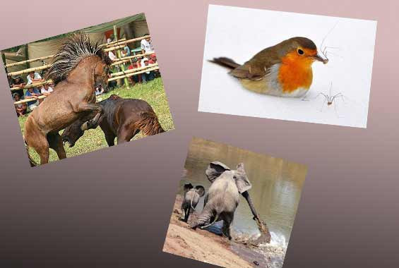 İşte doğanın vahşilerinin ölümcül dansı - Resim: 1