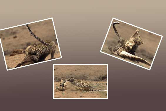 Leoparın timsahla ölüm kalım savaşı - Resim: 1