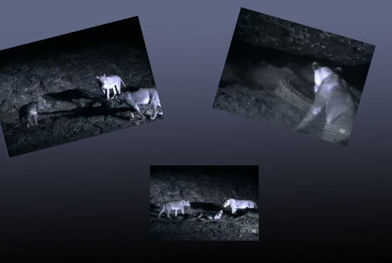 Aslanlarla timsahın ölüm kalım savaşı - Resim: 1