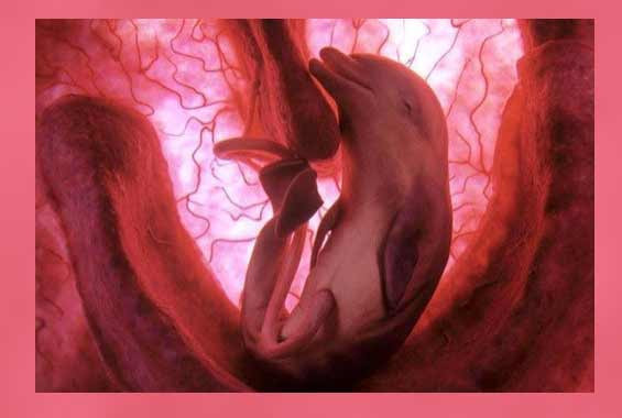 Anne karnında böyle görüntülendiler - Resim: 1