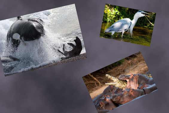 Doğanın vahşilerinin ürkütücü halleri - Resim: 1