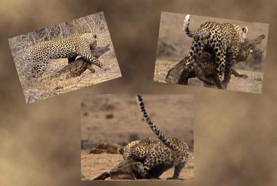 Leoparın timsah avından dehşet kareleri - Resim: 1