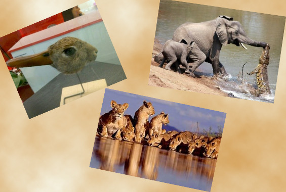 Bir oradan bir buradan fotoğraflar - Resim: 1