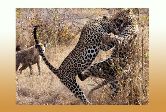 Doğanın vahşileri böyle avlandı - Resim: 1