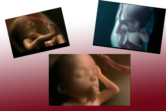 İşte bir bebeğin an be an oluşumu - Resim: 1