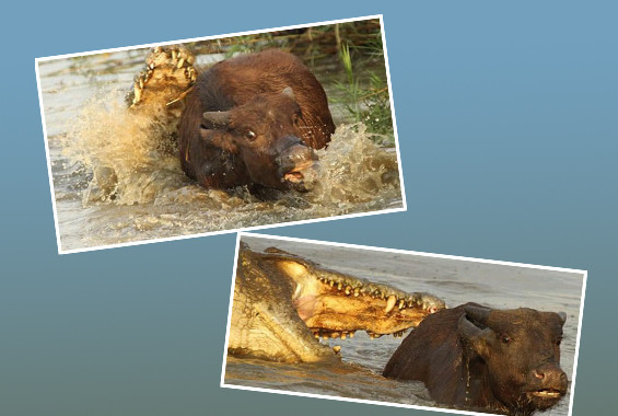 Vahşi yaşamdan akılalmaz kareler! - Resim: 1