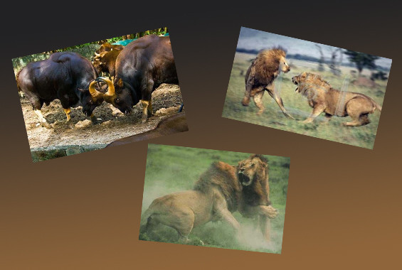 Doğanın vahşilerinin müthiş kapışması - Resim: 1