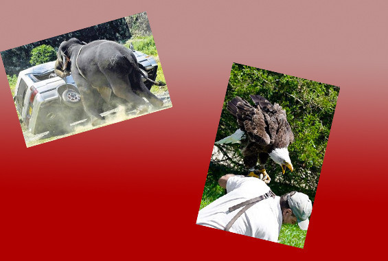 Hayvanların saniye saniye saldırı anı - Resim: 1