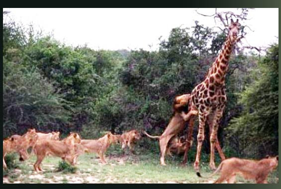 Aslanlar zürafayı böyle avladı - Resim: 1