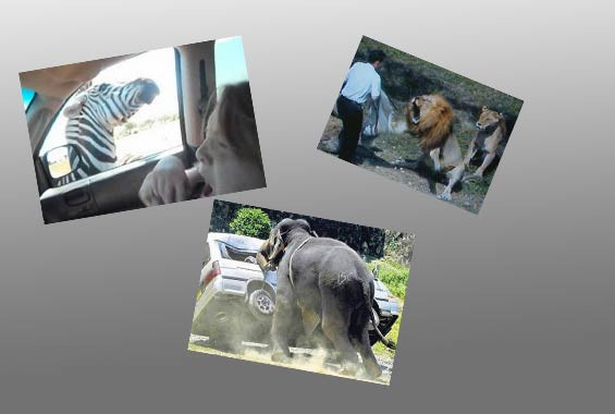 Hayvanlar insanlara böyle saldırdı - Resim: 1