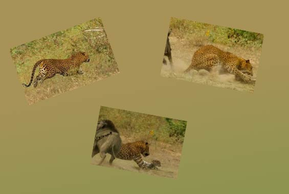 Doğanın vahşileri böyle kapıştı - Resim: 1