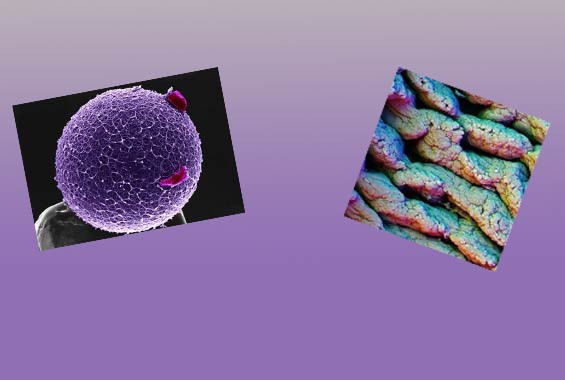 Vücudunuza bir de buradan bakın - Resim: 1