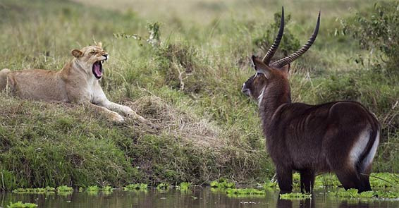 Aslan antilobu böyle avlamaya çalıştı! - Resim: 3