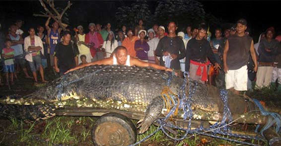 Son yılların en büyük timsahı - Resim: 1