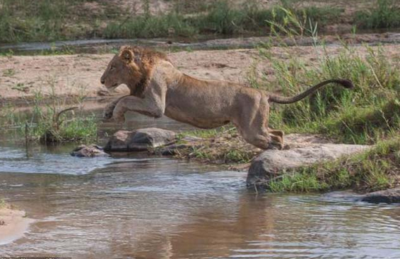 Suaygırı aslanlara böyle direndi... - Resim: 4