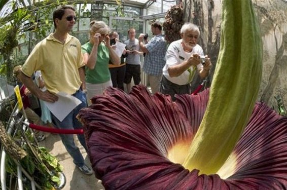 Bu çiçeğin yanına yaklaşmak mümkün değil - Resim: 1