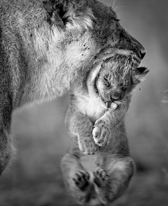 Aslanların şaşırtan görüntüleri - Resim: 4