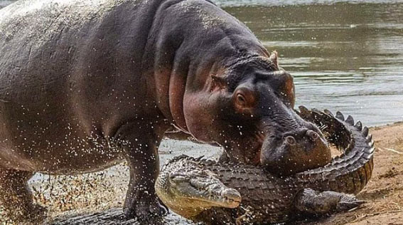 Eşine benzerine az rastlanır görüntü ava giderken av oldu - Resim: 1