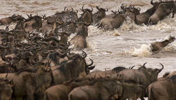 Timsahın ağzından böyle kurtuldu - Resim: 1