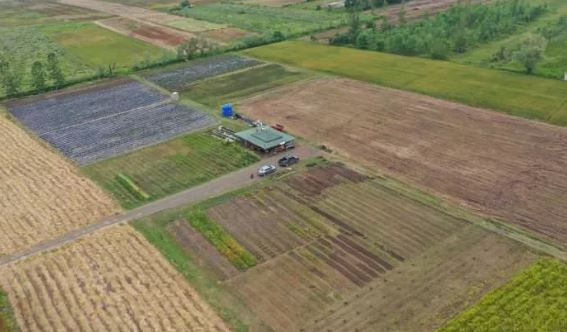Herkes üretmeye başladı yine de fiyat düşmüyor kilosu 2 bin TL! Resmen topraktan çıkan altın: Tavsiye ediyoruz - Resim: 4