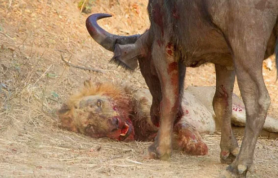 Eşine benzerine az rastlanır görüntü ava giderken av oldu - Resim: 2