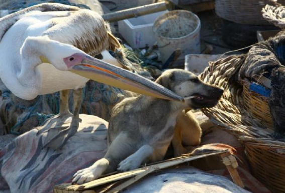 Bu dostluk görenleri şaşkına çeviriyor - Resim: 3