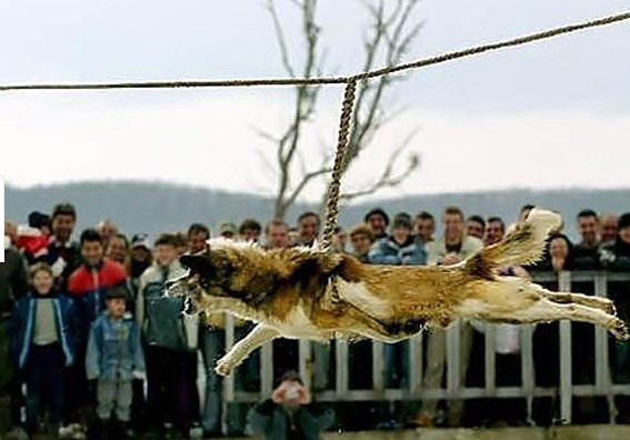 Yasal olarak hayvanlara yapılan işkenceler! - Resim: 2