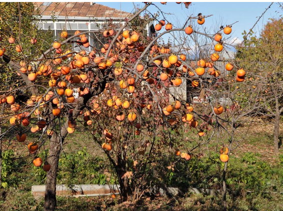 Cennet Hurması tam bir şifa kaynağı! - Resim: 1