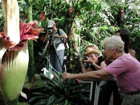Bu çiçeğin yanına yaklaşmak mümkün değil - Resim: 2