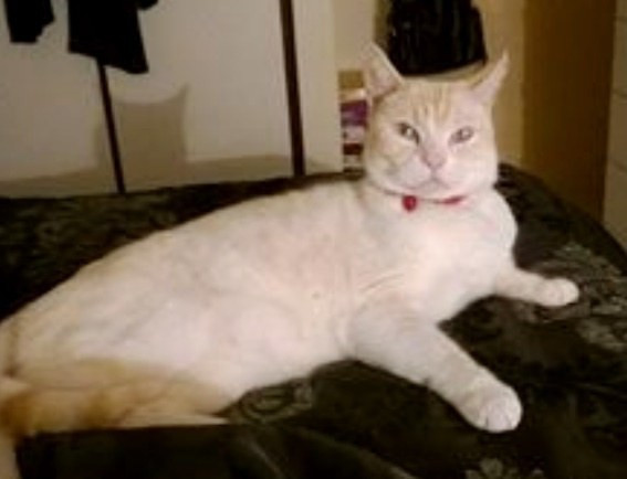 Kendini sahiplendirmenin yolunu bulan kedi - Resim: 4