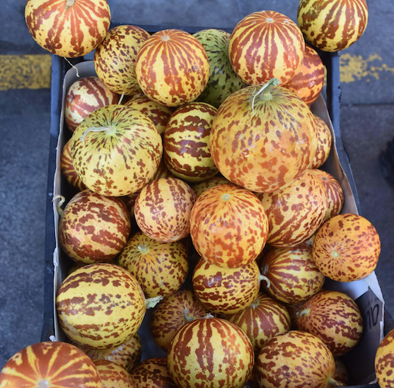 Bu kavunu kimse yemek için almıyor tanesi iki lira ama kokusu muazzam - Resim: 4