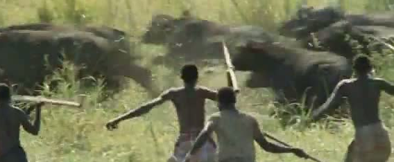 Afrika'da vahşi hayvan katliamı! - Resim: 1