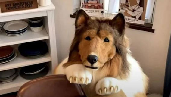 378 bin TL harcayarak 'köpek olma' hayalini gerçekleştirdi! Kafese bile girdi... - Resim: 0