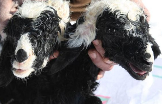 Van'da inanılmaz olay! - Resim: 1