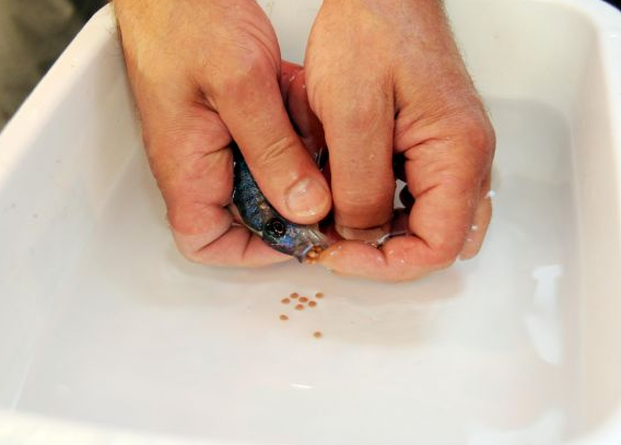 Ciklet balığı mucizesi... - Resim: 2