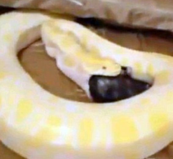 Kediyi pitona böyle yedirdi - Resim: 2