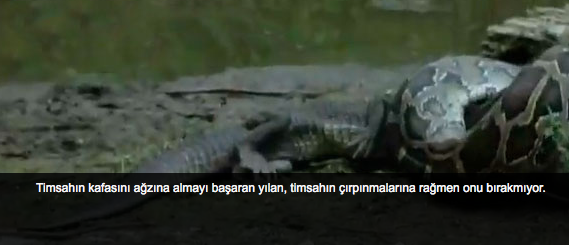 Yılan timsahı böyle mideye indirdi - Resim: 3