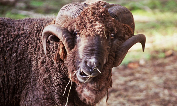 Kurbanlık alırken bunlara dikkat edin! - Resim: 3