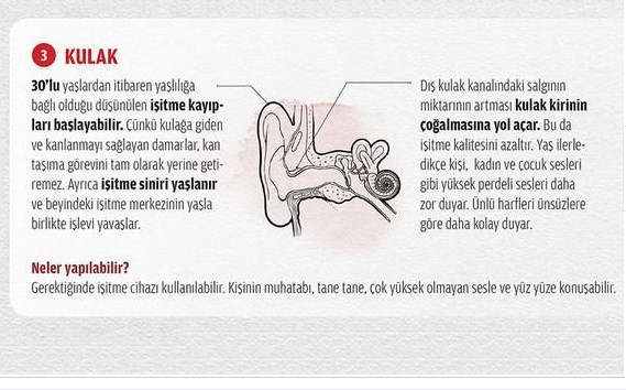 Hangi organ ne kadar sürede yaşlanır? - Resim: 4