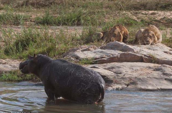 Suaygırı aslanlara böyle direndi... - Resim: 3