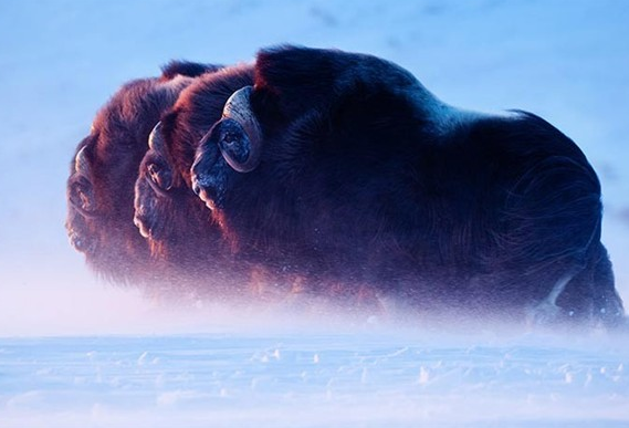 Yılın en vahşi fotoğrafları - Resim: 2