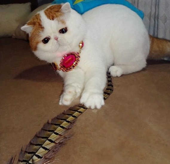 İnternetin yeni fenomeni sevimli kedi - Resim: 3