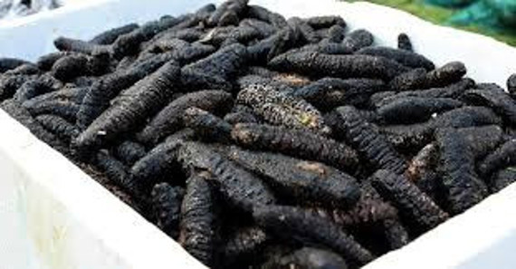 Deniz patlıcanı nedir yenir mi kaç para- deniz hıyarı toplamak yasak mı? - Resim: 0