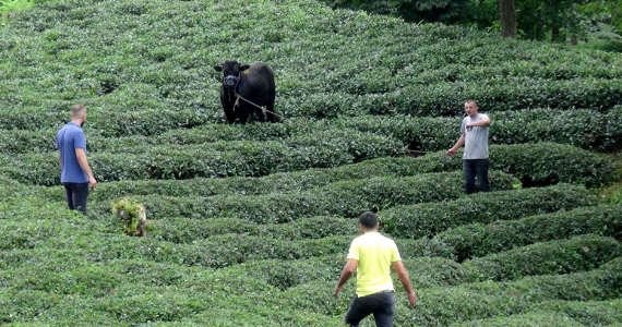 Onlar kaçtı sahipleri kovaladı! Panik korku ne ararsan var - Resim: 3