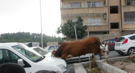 Kurbanlık boğa herkesi peşinden koşturdu - Resim: 2