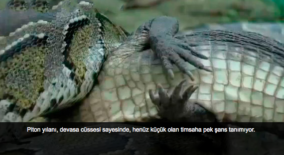Yılan timsahı böyle mideye indirdi - Resim: 2