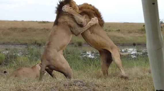 Aslanların nefes kesen savaşı - Resim: 4
