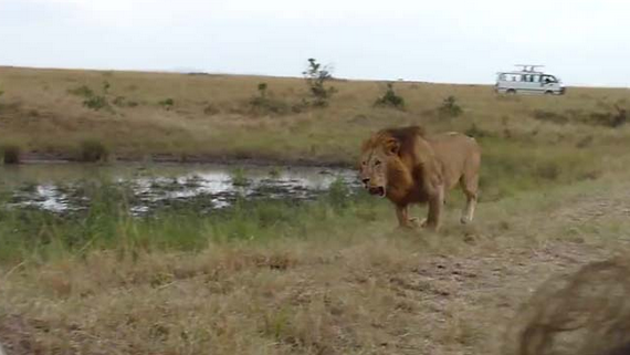 Aslanların nefes kesen savaşı - Resim: 1