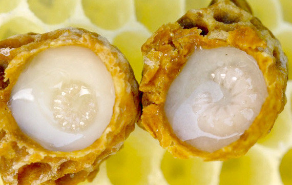 Arı sütünün mucizeleri inanılmaz - Resim: 4