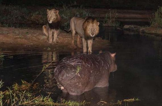 Suaygırı aslanlara böyle direndi... - Resim: 1
